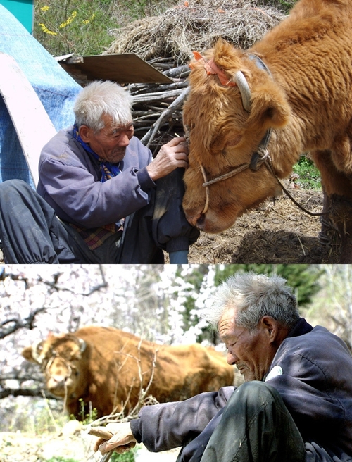 워낭소리 할아버지 별세 3일전 누렁이도 죽어 ‘옆에 묻어줘’ - 뉴스 썸네일 이미지