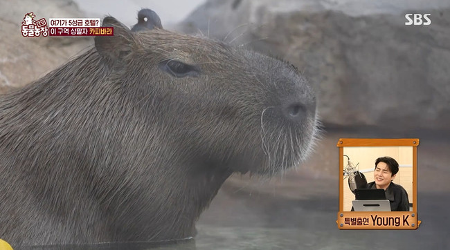 ����=SBS ���������塯 ��� ĸó