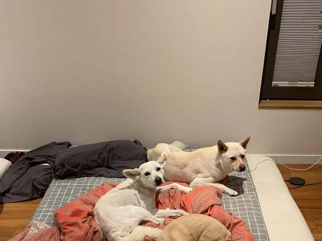 ��ȿ�� �Ҽȹ̵��