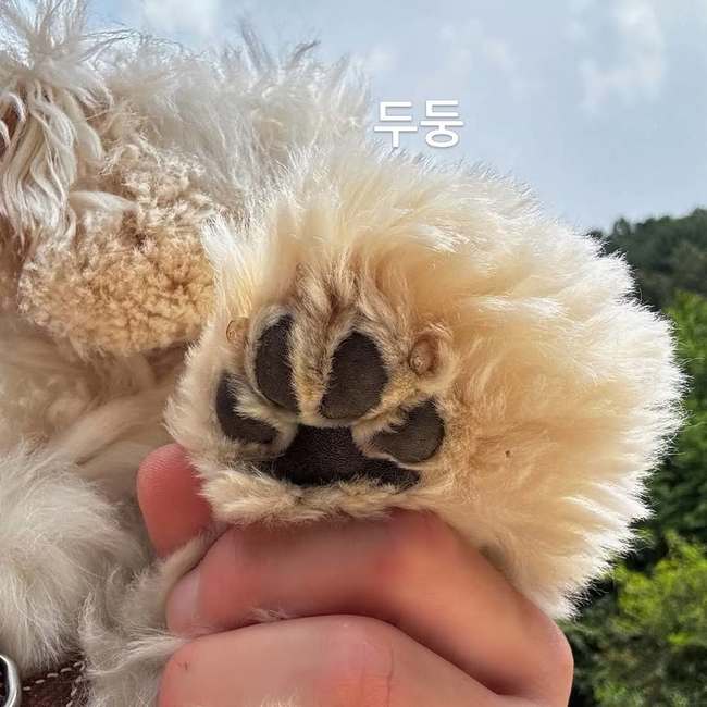 �赵�� �Ҽȹ̵��